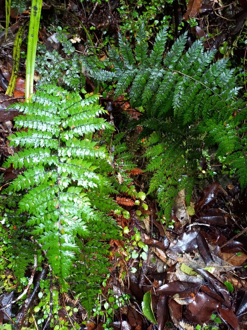 Polystichum neozelandicum subsp. neozelandicum photo 4