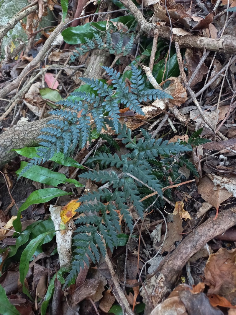 Polystichum neozelandicum subsp. zerophyllum