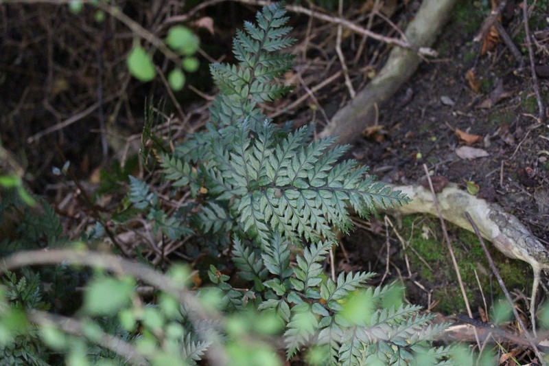 Polystichum neozelandicum subsp. zerophyllum photo 2