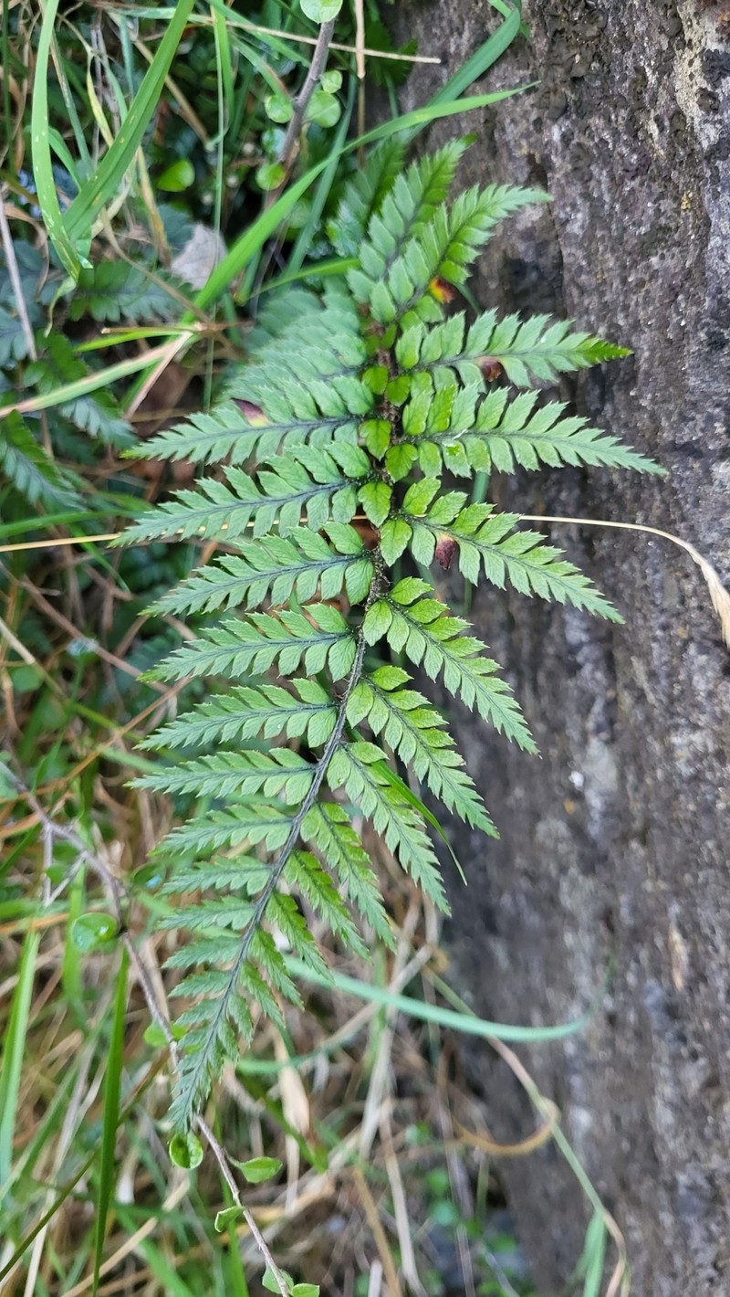 Polystichum neozelandicum subsp. zerophyllum photo 3