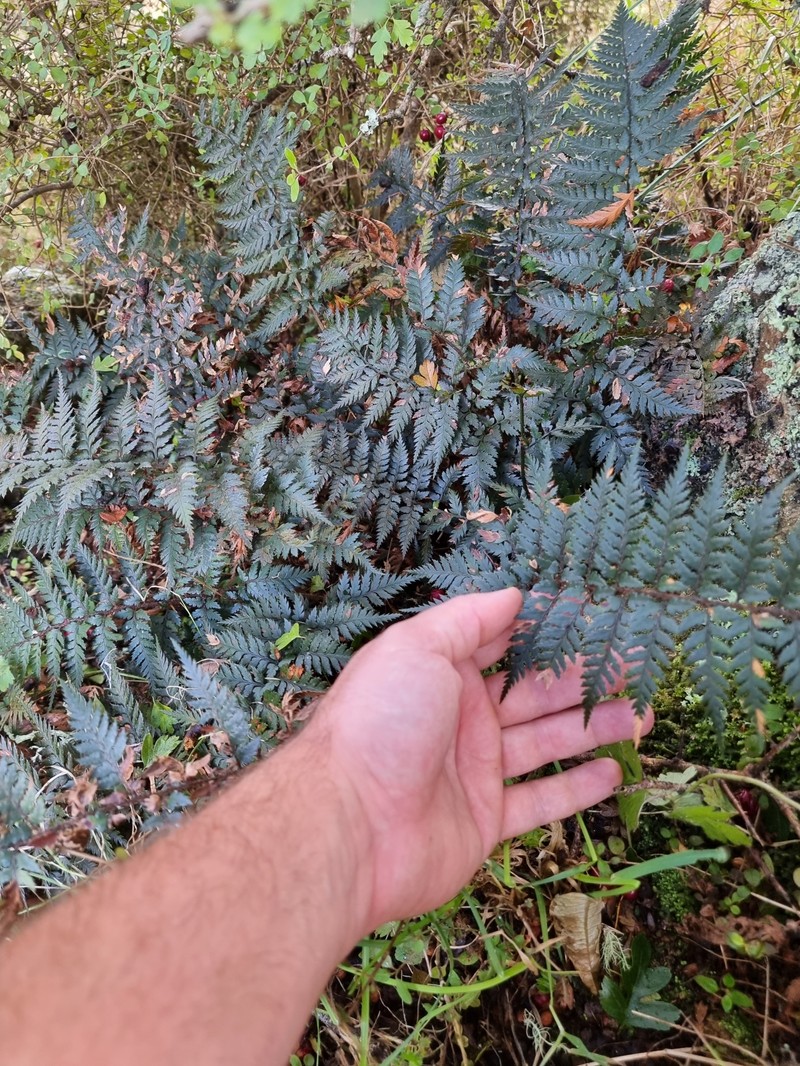 Polystichum neozelandicum subsp. zerophyllum photo 4