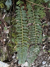 Polystichum nepalense