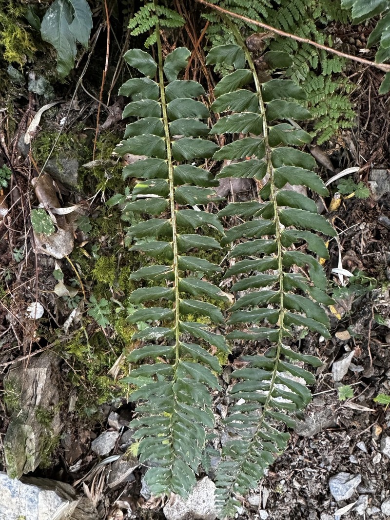 Polystichum nepalense