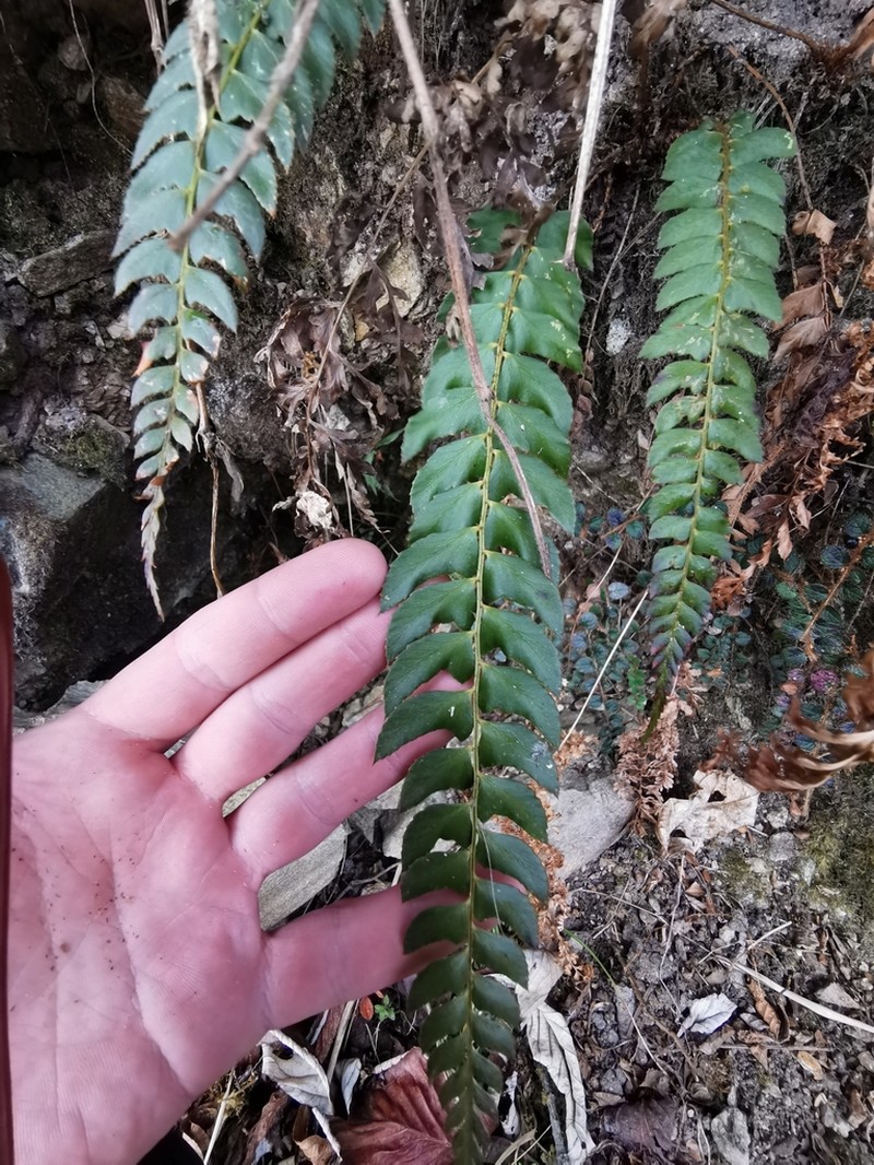 Polystichum nepalense photo 2
