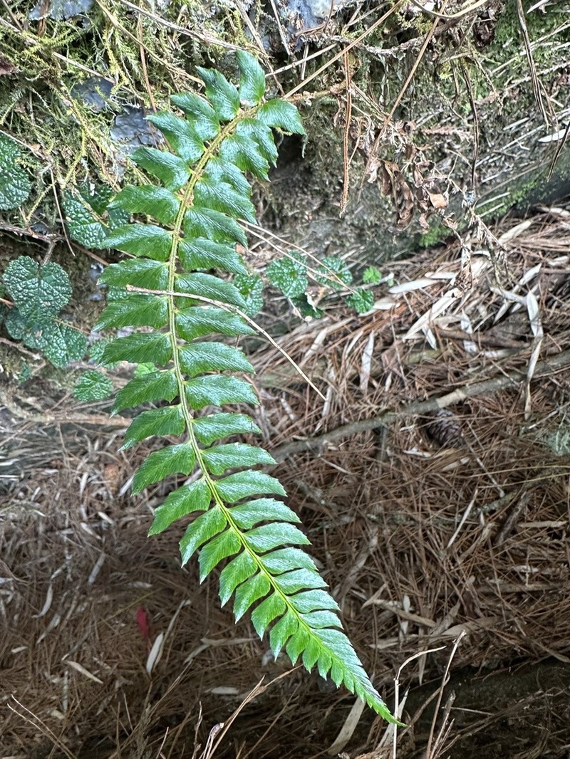 Polystichum nepalense photo 3