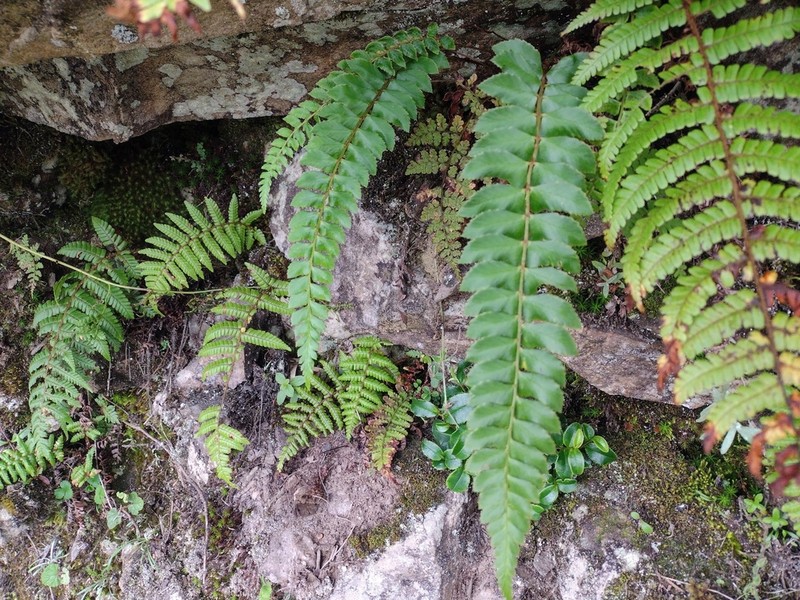 Polystichum nepalense photo 4