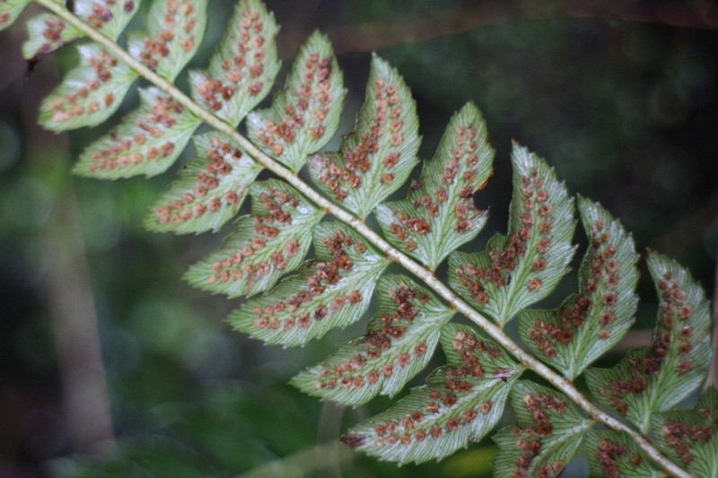 Polystichum nepalense photo 5