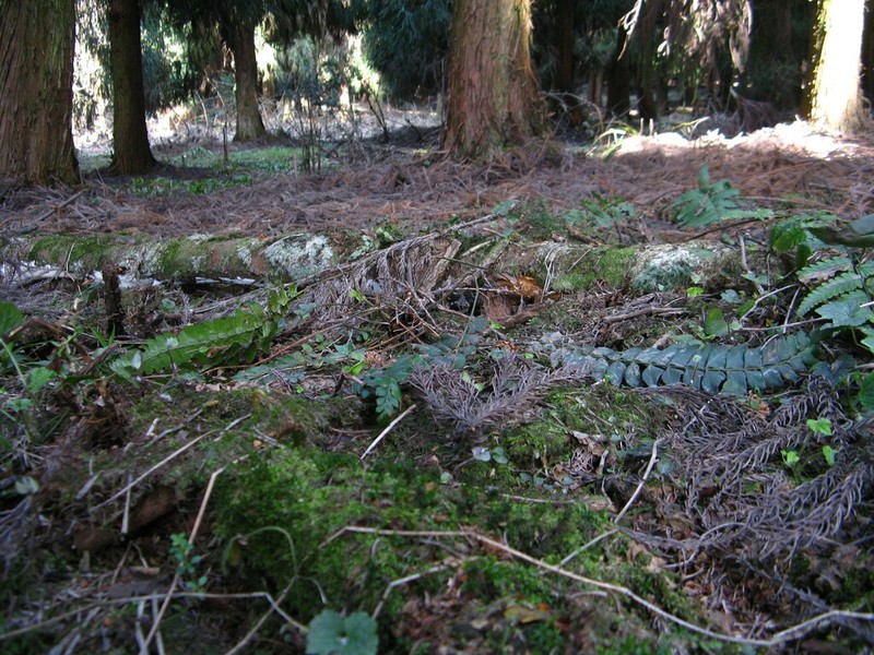 Polystichum nepalense photo 6