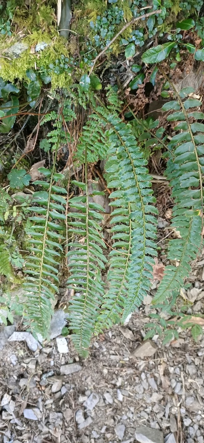 Polystichum nepalense photo 7