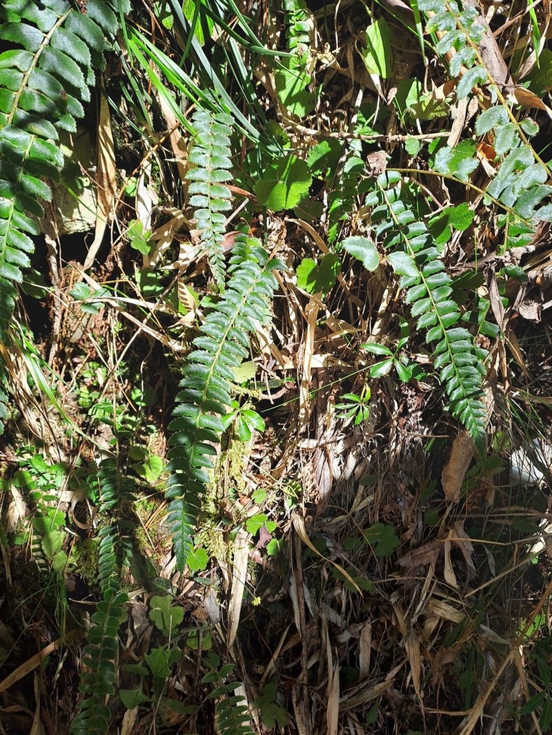 Polystichum nepalense photo 8