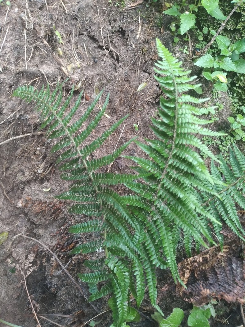 Polystichum nudicaule