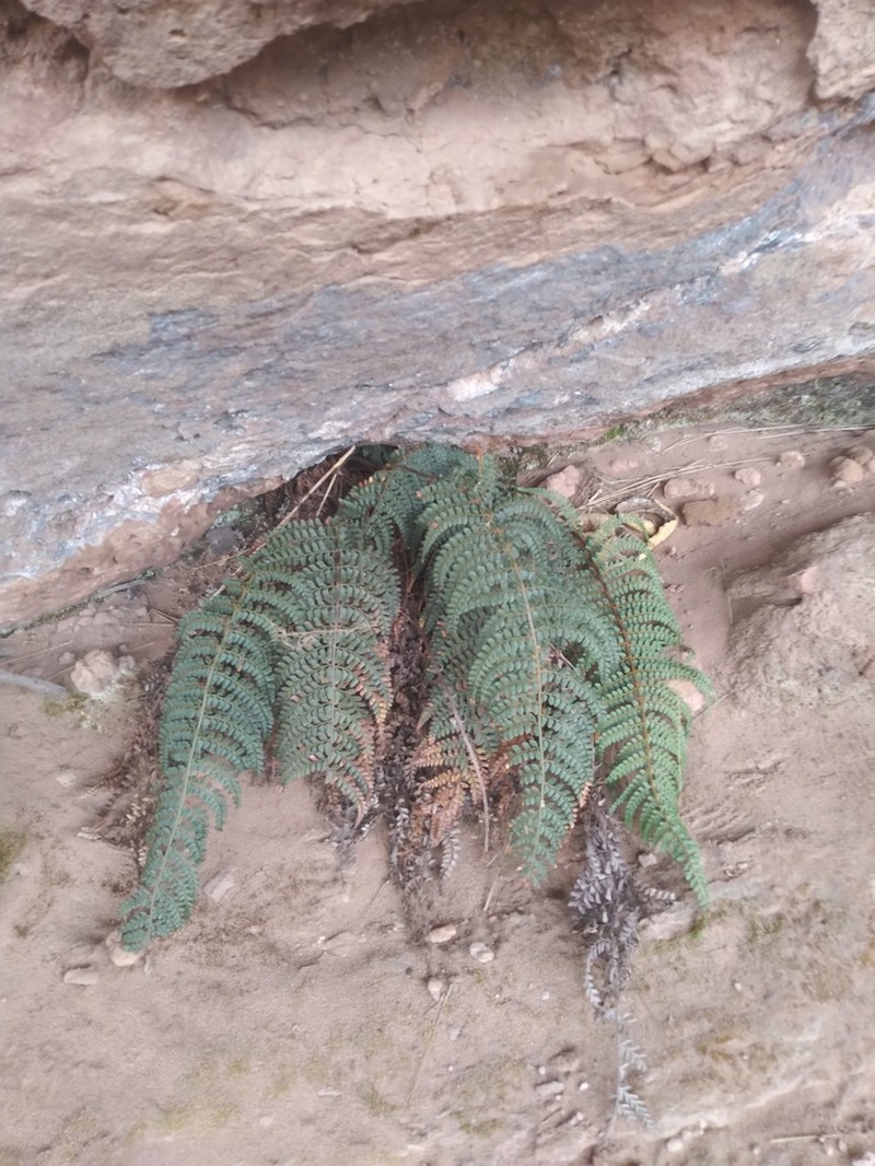 Polystichum nudicaule photo 2