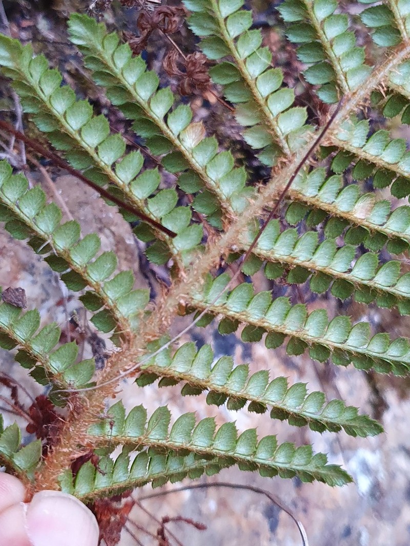 Polystichum nudicaule photo 3
