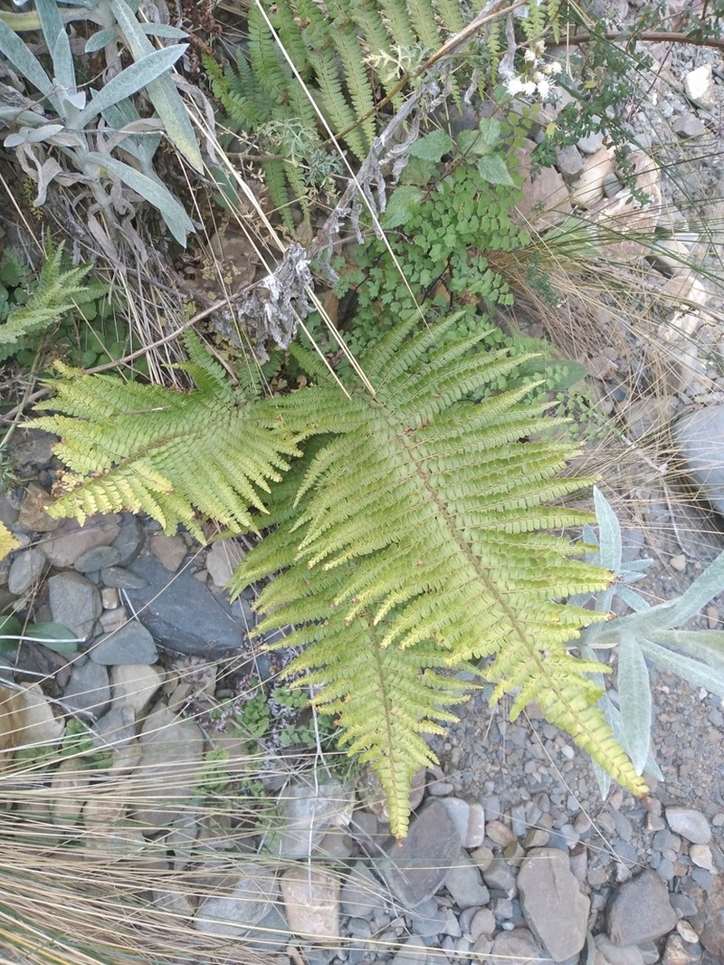 Polystichum nudicaule photo 4