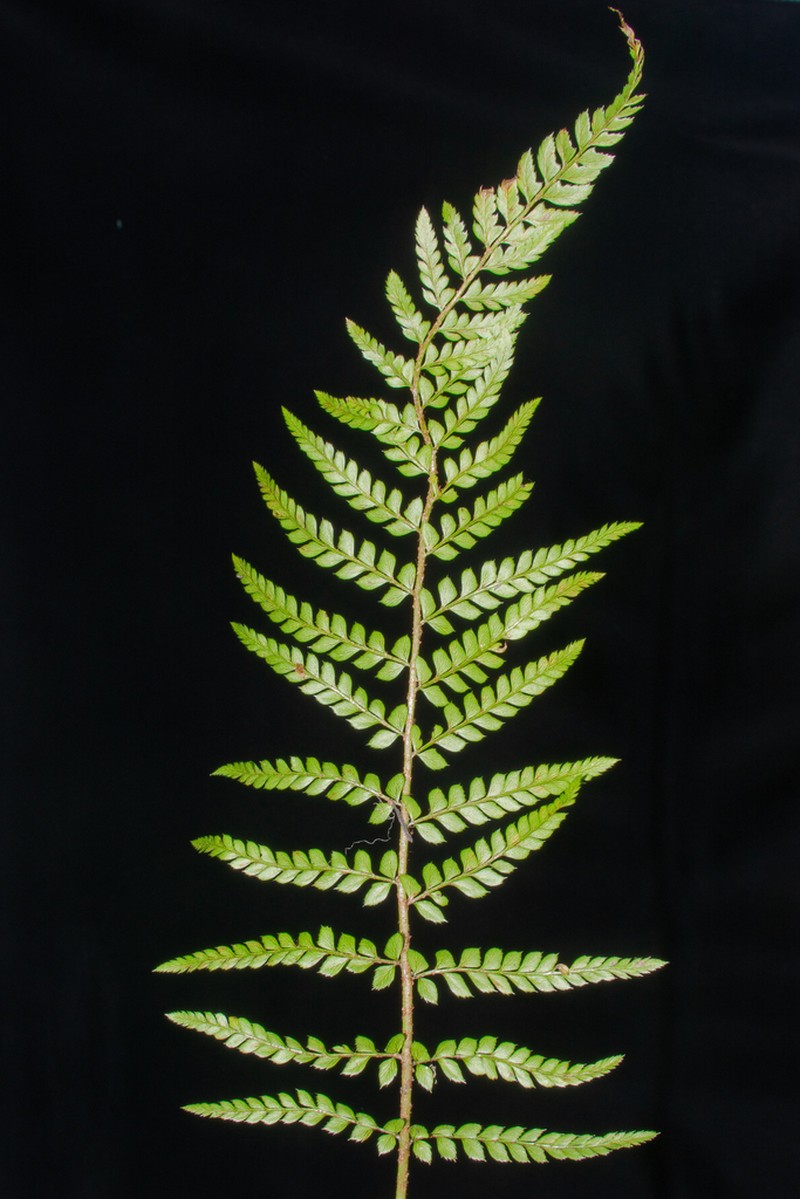 Polystichum nudicaule photo 5