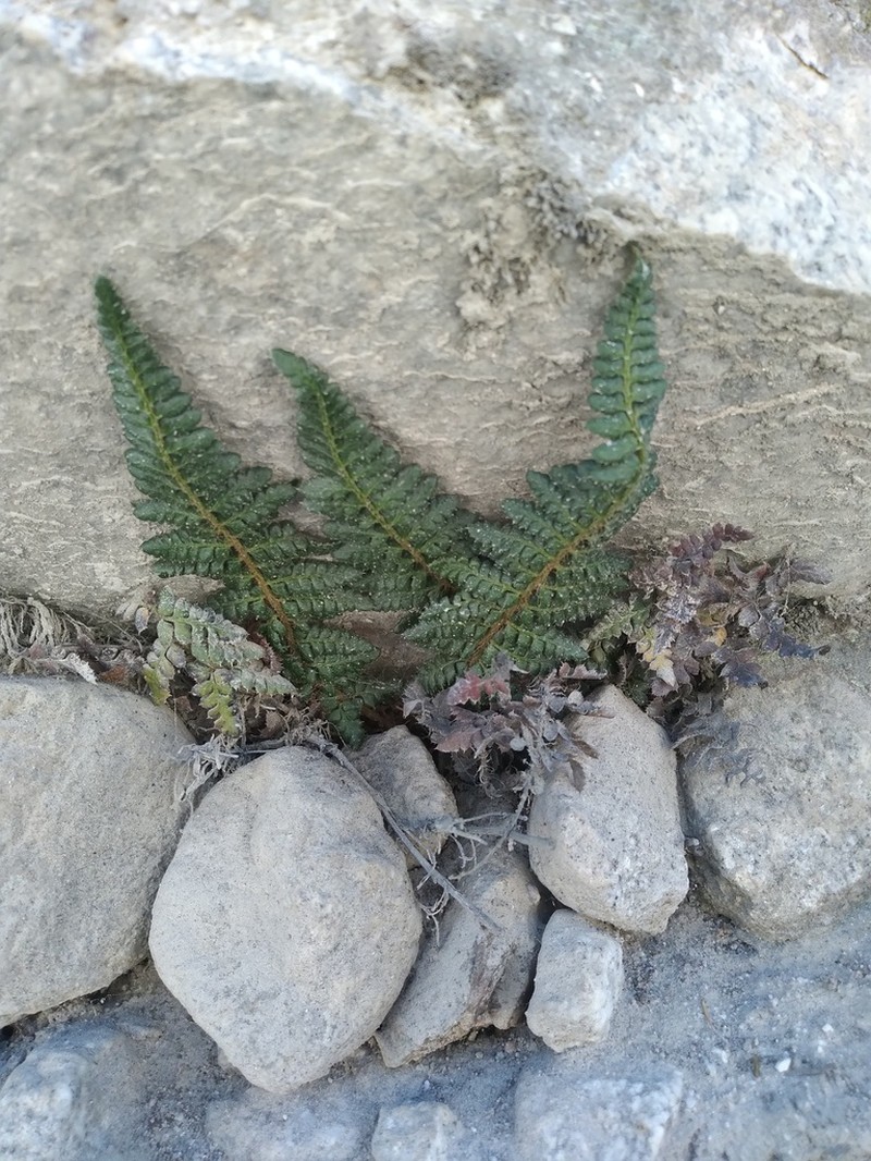 Polystichum nudicaule photo 6