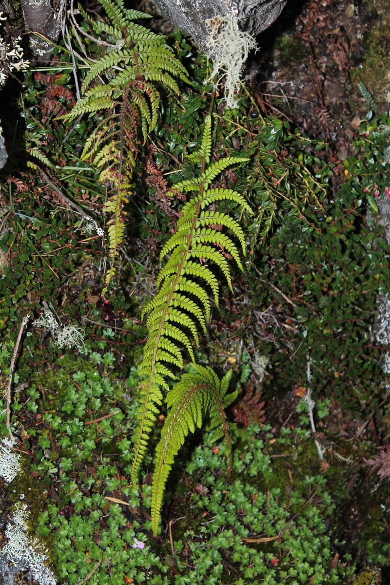Polystichum nudicaule photo 7