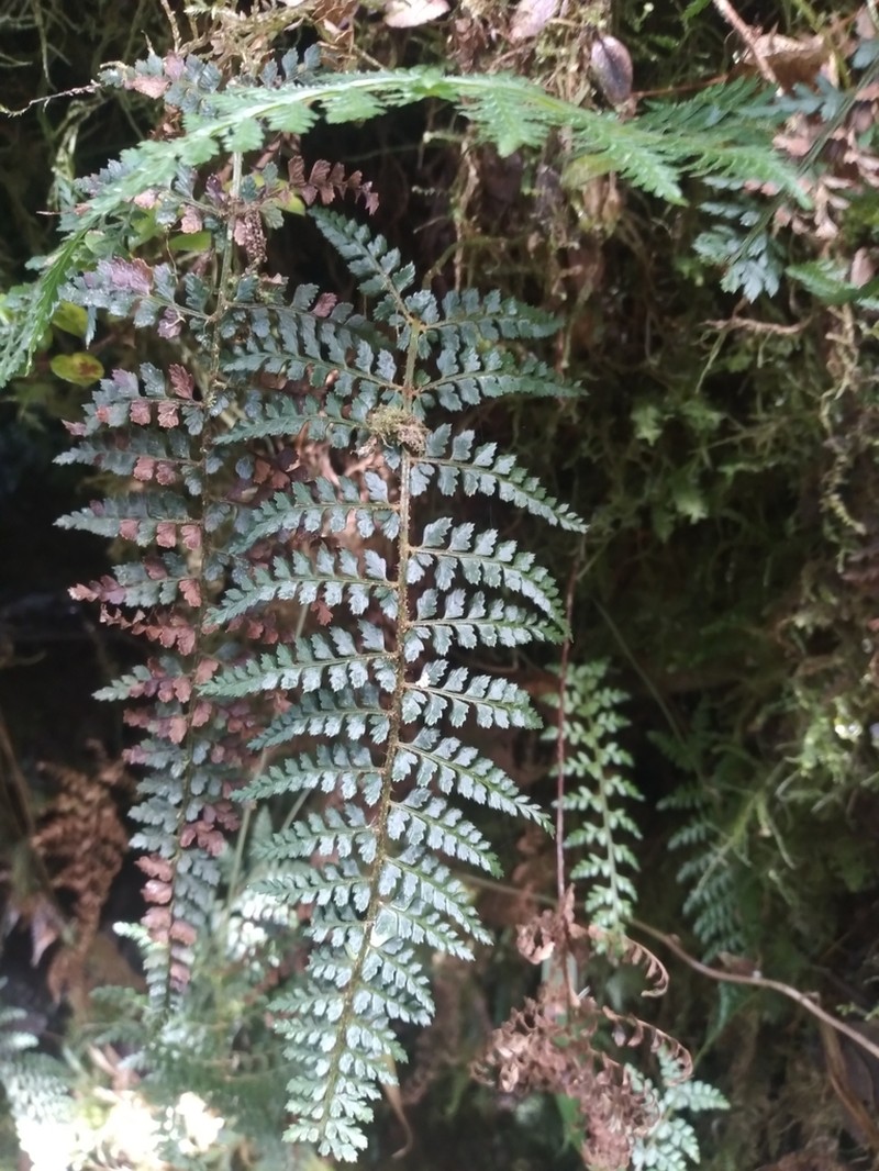 Polystichum nudicaule photo 8