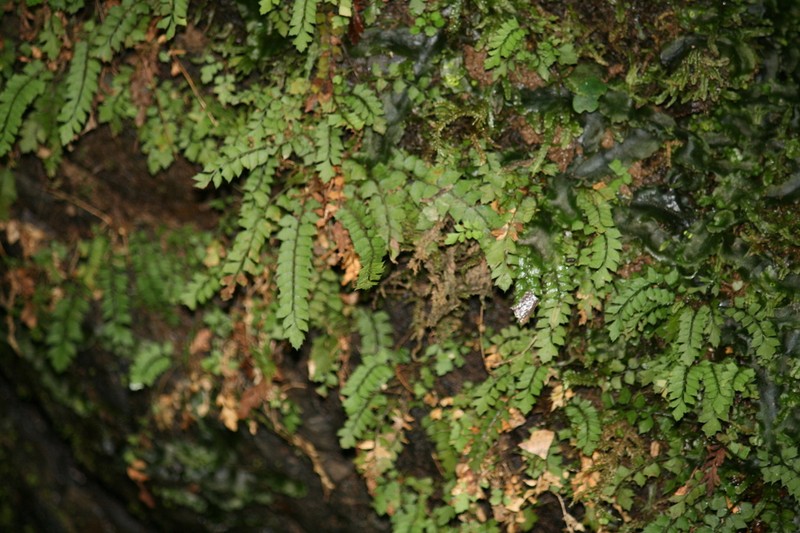 Polystichum obae photo 2