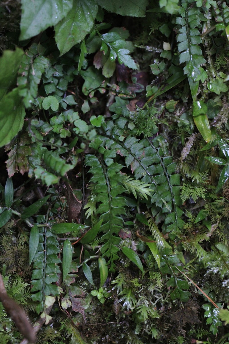 Polystichum obae photo 3