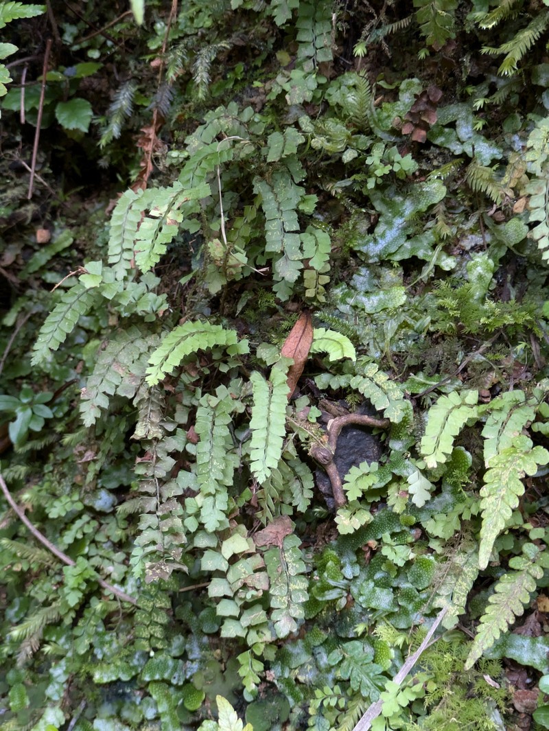 Polystichum obae