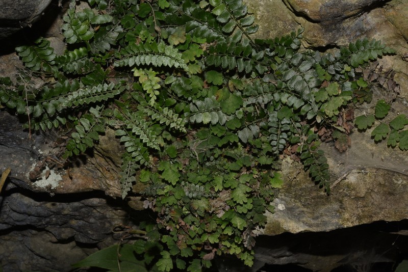 Polystichum obliquum