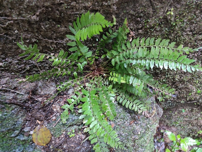 Polystichum obliquum photo 2