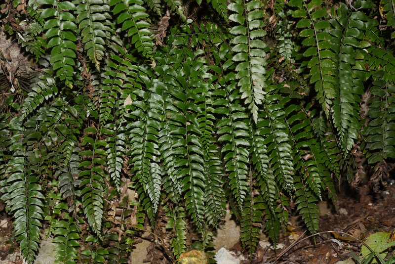 Polystichum obliquum photo 3