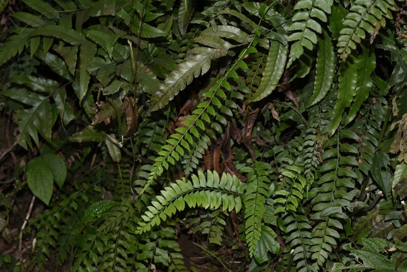 Polystichum obliquum photo 4