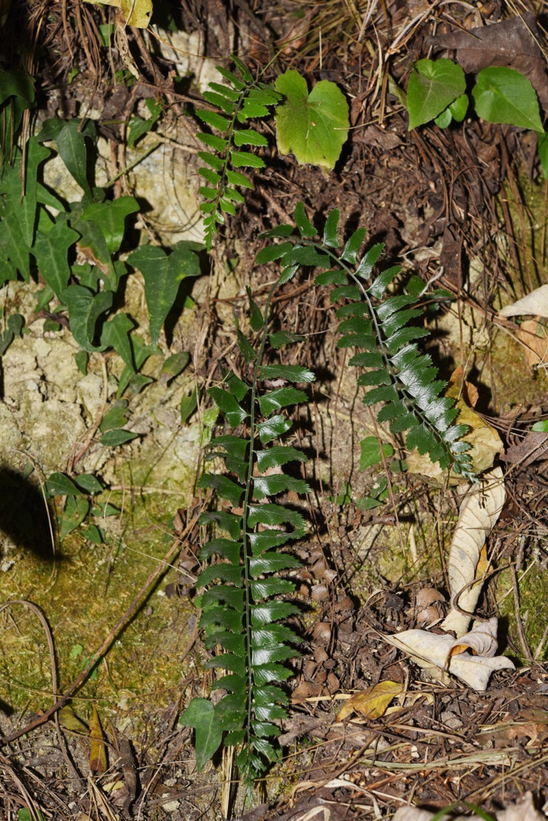 Polystichum obliquum photo 5