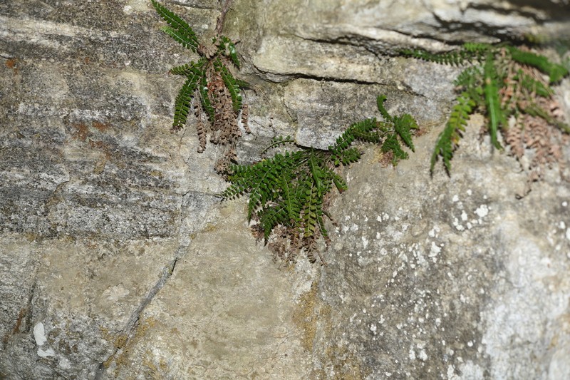 Polystichum obliquum photo 6