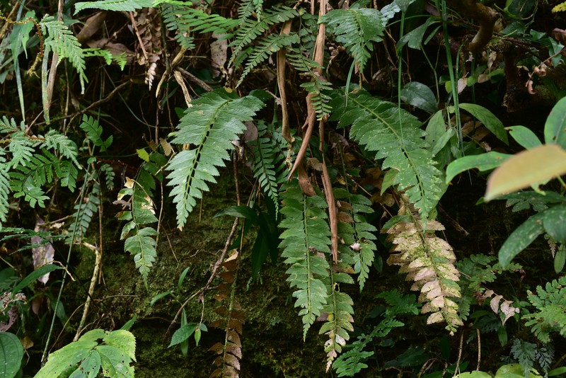 Polystichum obliquum photo 7