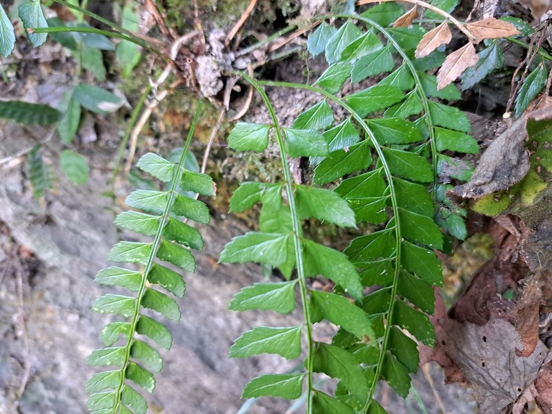 Polystichum obliquum photo 8