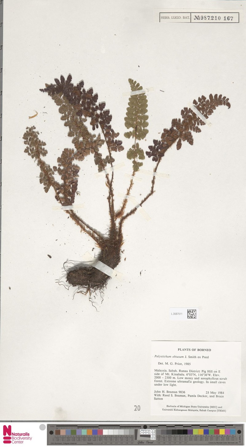 Polystichum obtusum