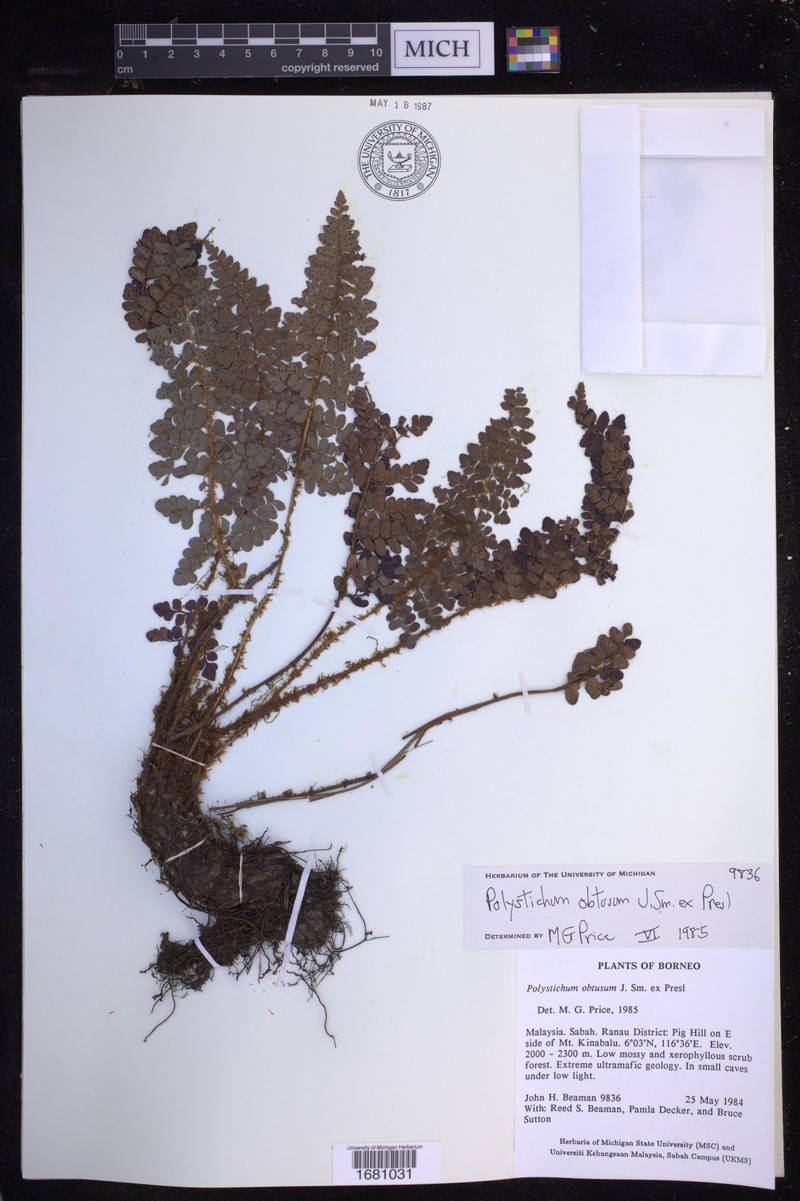 Polystichum obtusum photo 2