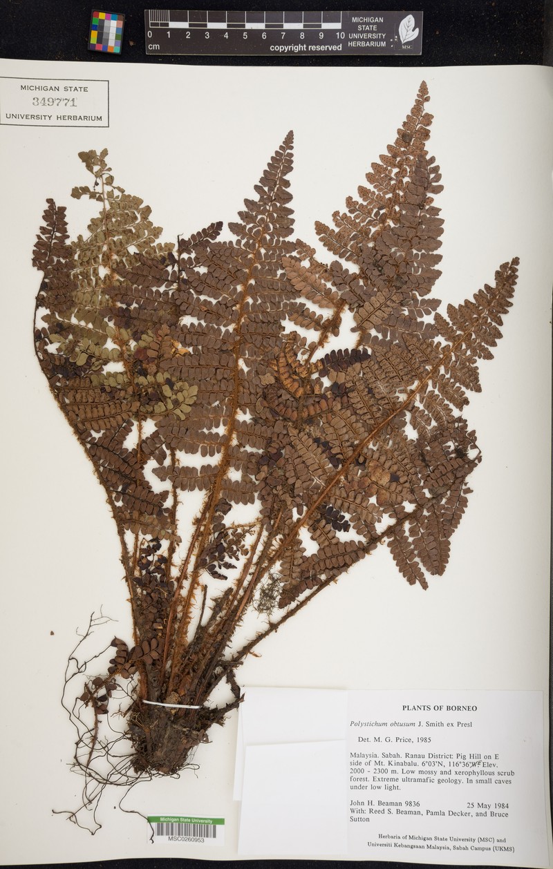 Polystichum obtusum photo 3