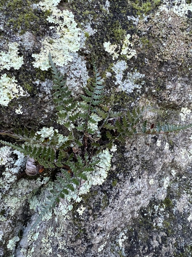 Polystichum oculatum photo 2