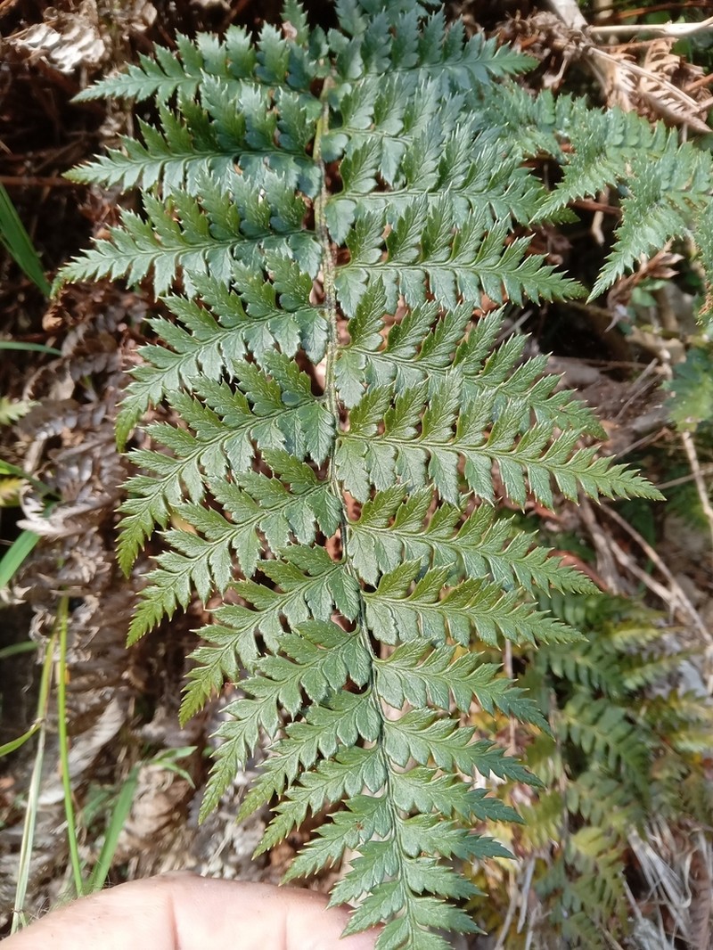 Polystichum oculatum photo 3