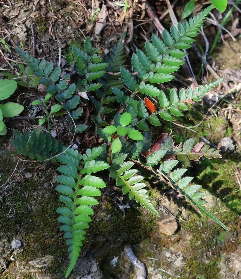Polystichum oculatum photo 4