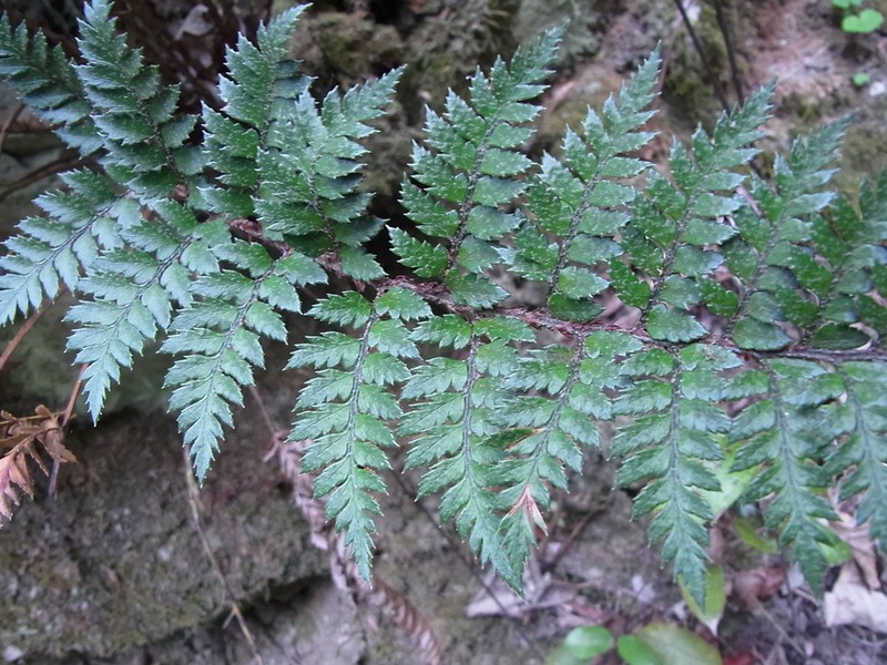 Polystichum oculatum photo 5
