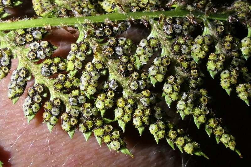 Polystichum oculatum photo 6