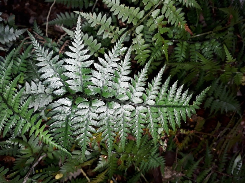 Polystichum oculatum photo 7