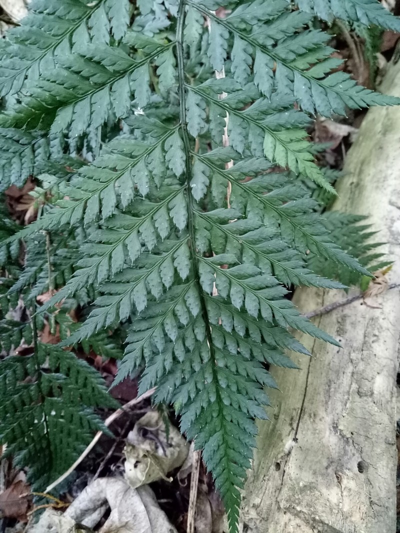 Polystichum oculatum photo 8