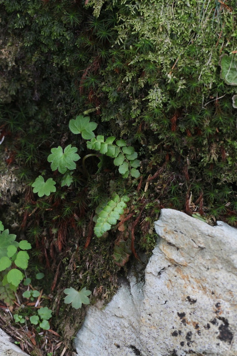 Polystichum ohmurae