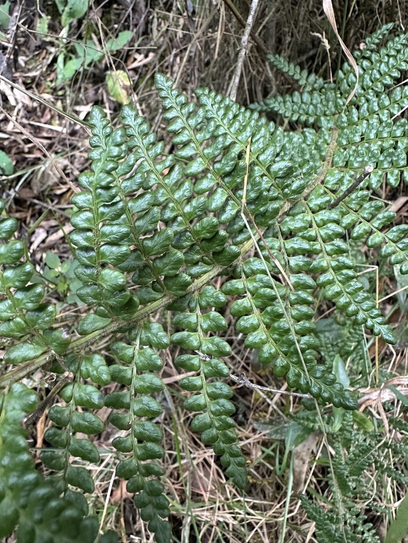 Polystichum orbiculatum