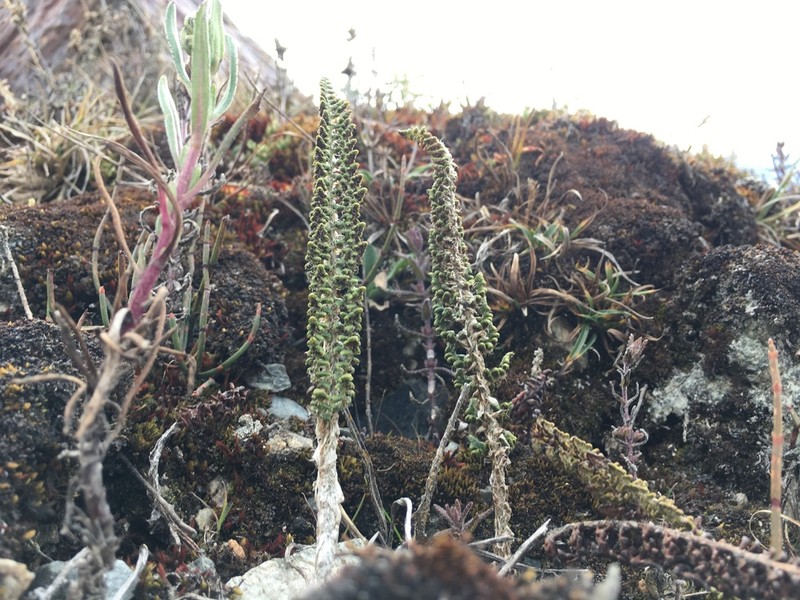 Polystichum orbiculatum photo 2