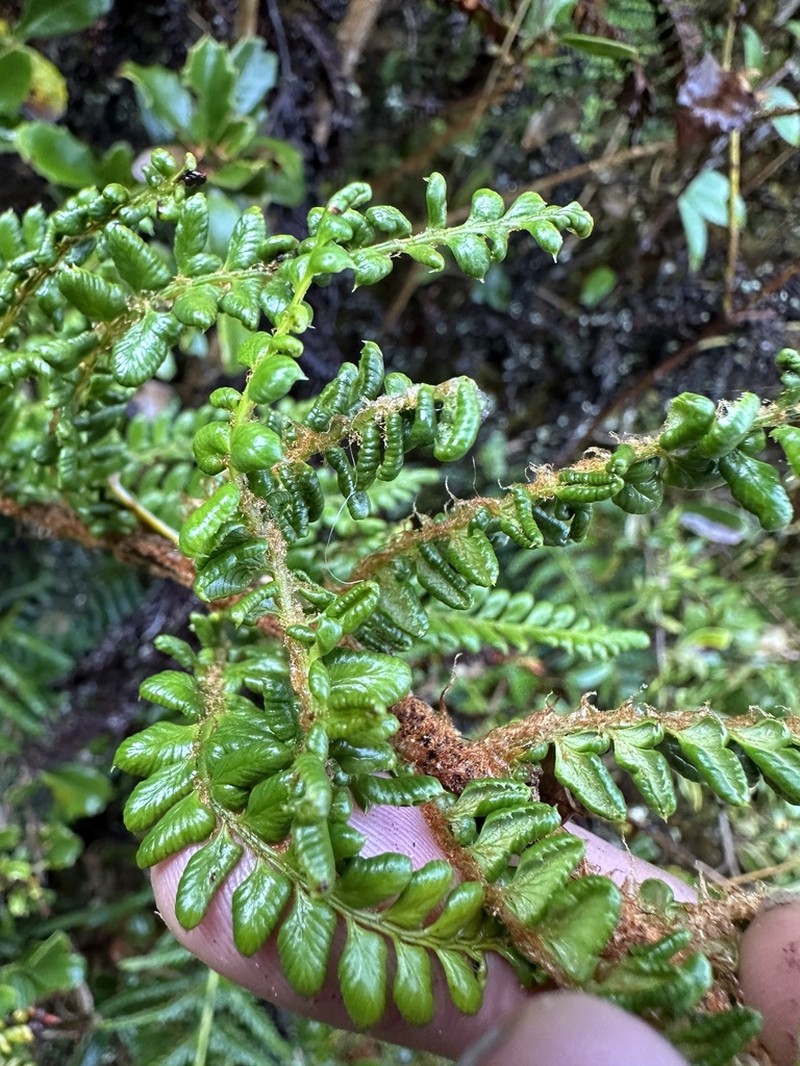 Polystichum orbiculatum photo 3