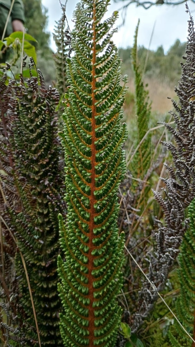 Polystichum orbiculatum photo 4