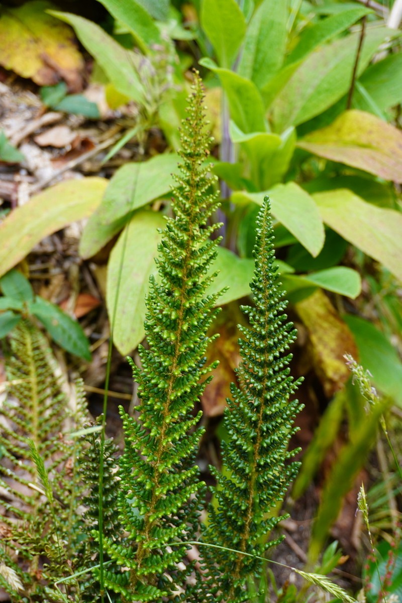 Polystichum orbiculatum photo 5