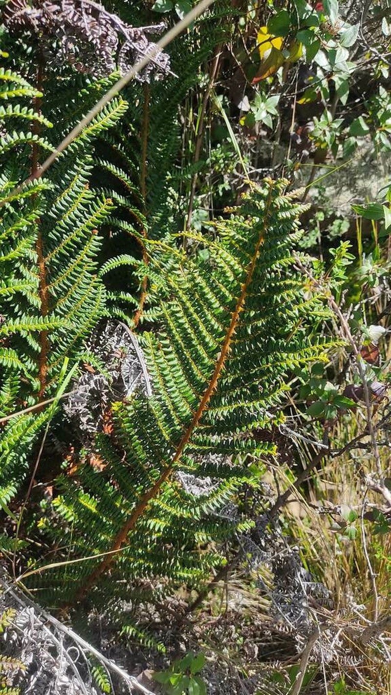 Polystichum orbiculatum photo 6